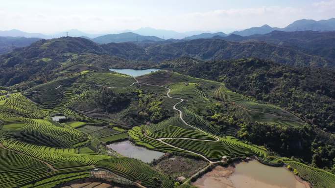 春季茶园鸟瞰图茶山茶叶基地