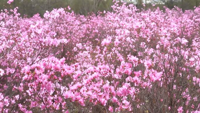 大兴安岭达尔滨湖火山岩上的杜鹃花