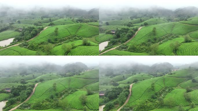 日出景色晨曦雾霭中的空中无人机摄像头飞越茶园露台，位于越南北部普陀省龙科山区