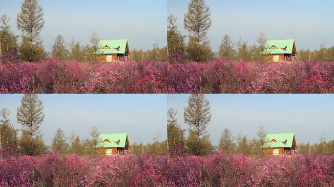 内蒙古达尔滨湖畔旅花丛木屋