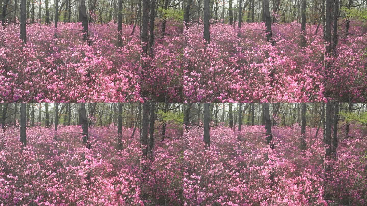 大兴安岭达尔滨湖火山岩上的杜鹃花