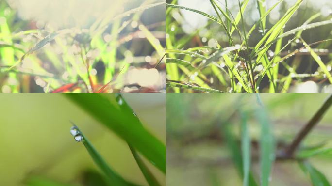 甘露晨露雨露白露寒露晶莹剔透小草上的露珠