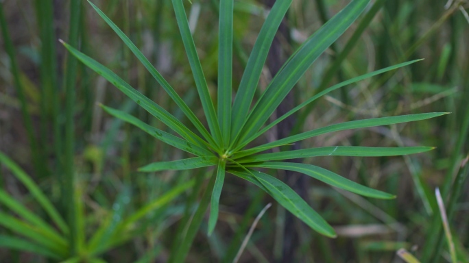 风车草