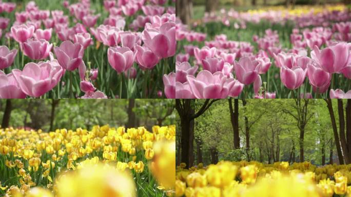 郁金香花海素材