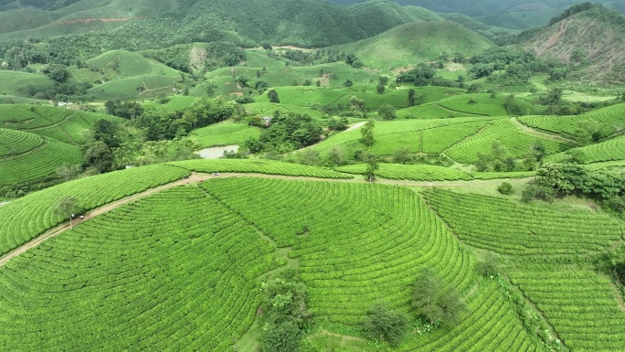 日出景色晨曦雾霭中的空中无人机摄像头飞越茶园露台，位于越南北部普陀省龙科山区