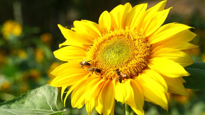 蜜蜂在向日葵中采蜜