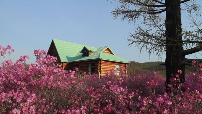 内蒙古达尔滨湖畔旅花丛木屋