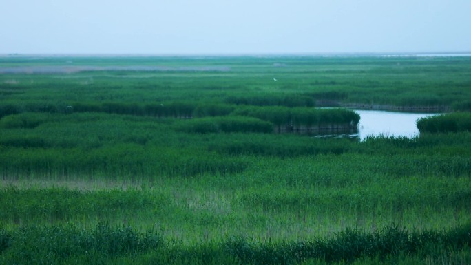 新疆博斯腾湖湿地