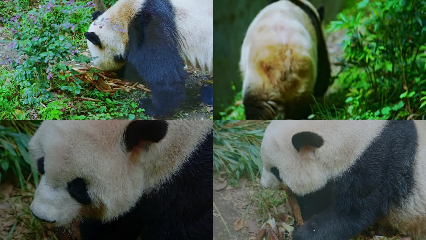 成都大熊猫 熊猫散步正面