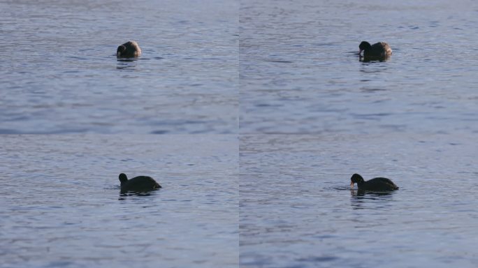 一只水鸟在洱海游泳