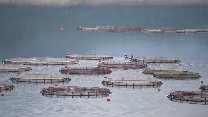 湖中养鱼的笼子生态饲养养鱼场