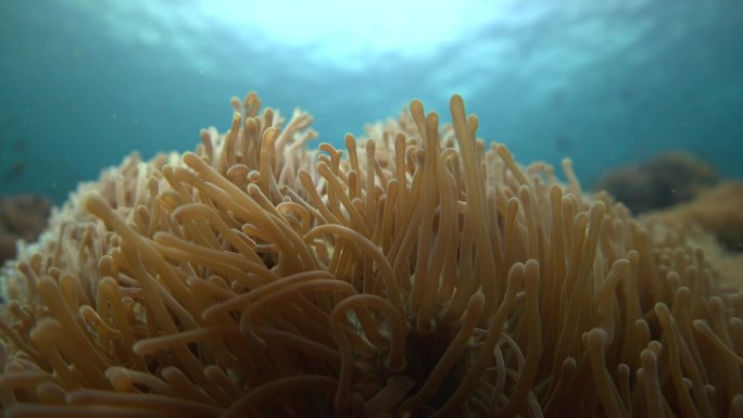 海葵深海潜水刺胞动物