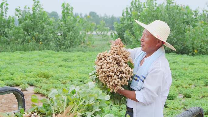 现摘花生