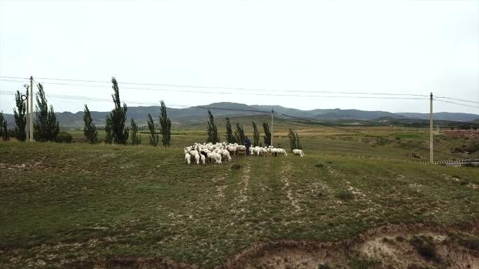 牧羊人航拍4k