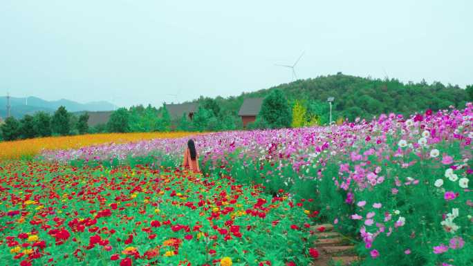 格栅花，格桑花素材，格栅花4K素材