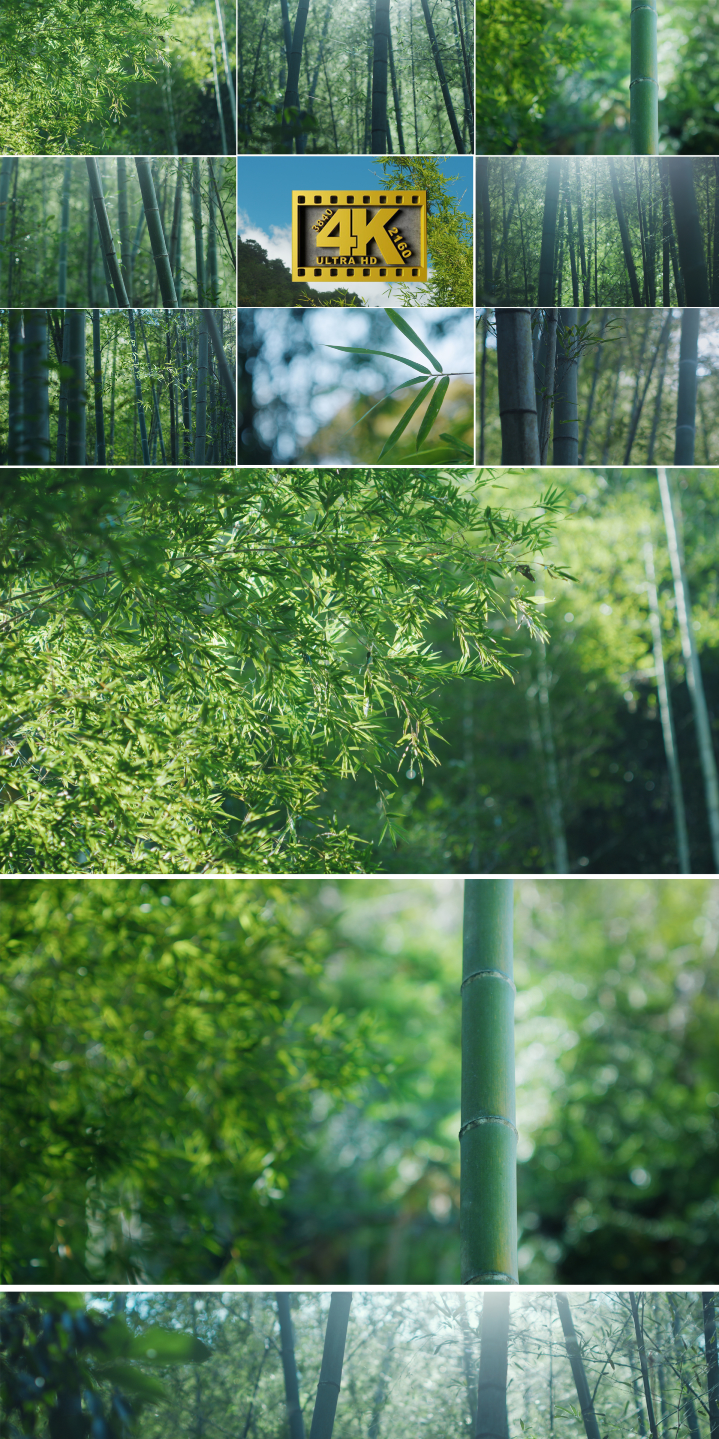 唯美竹林竹海竹叶禅意韵味自然植物空镜