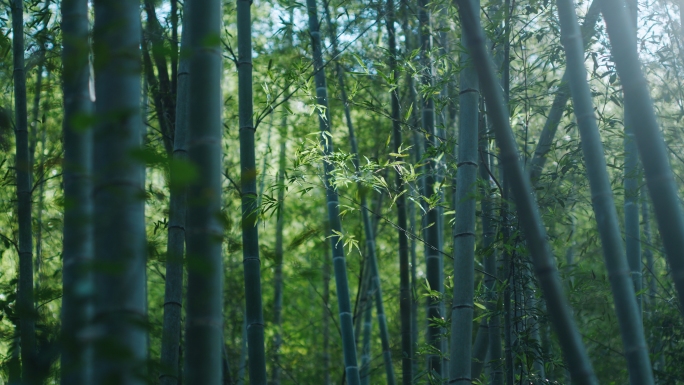 唯美竹林竹海竹叶禅意韵味自然植物空镜
