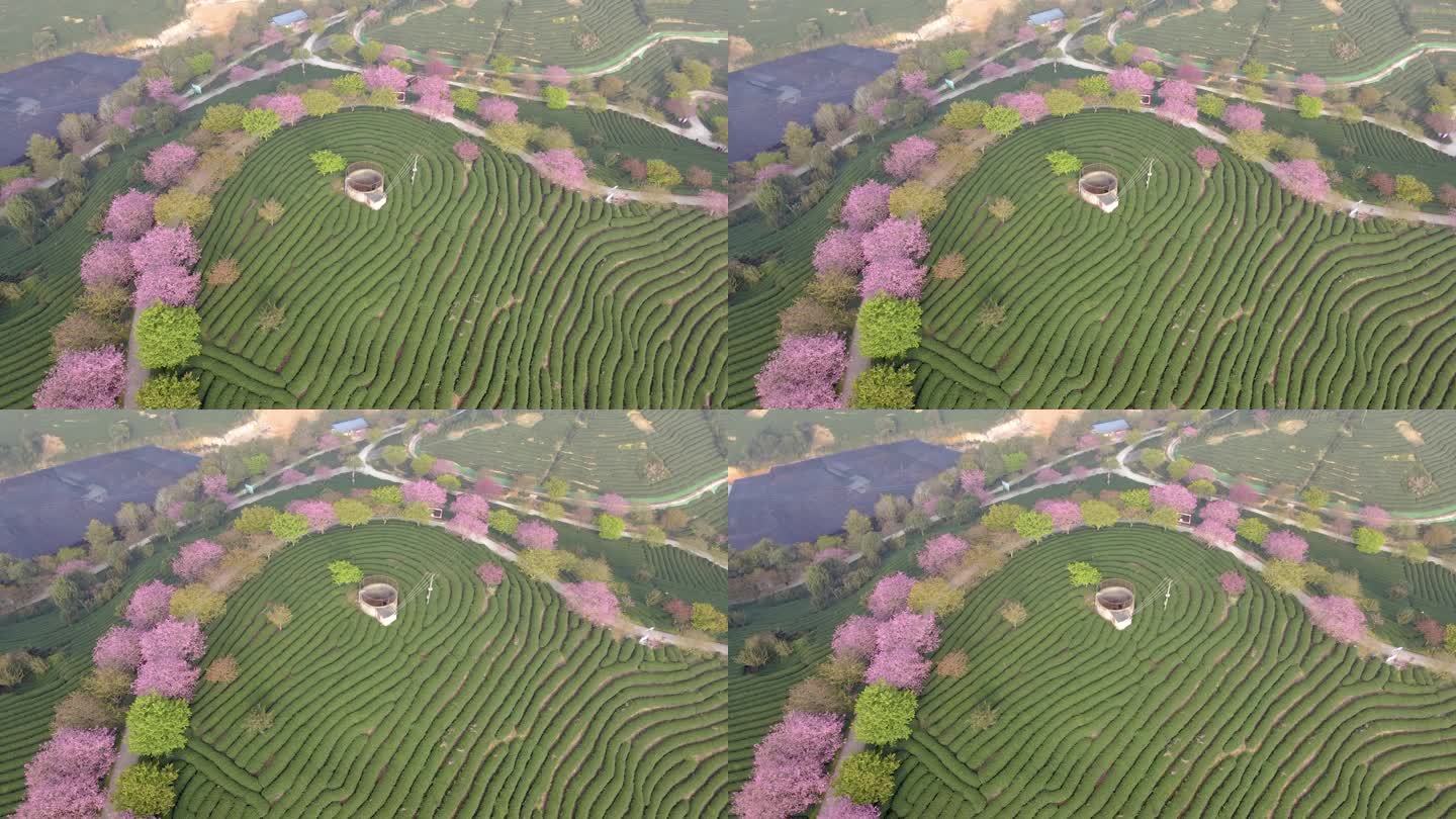 绿茶园茶树线条的空中视频