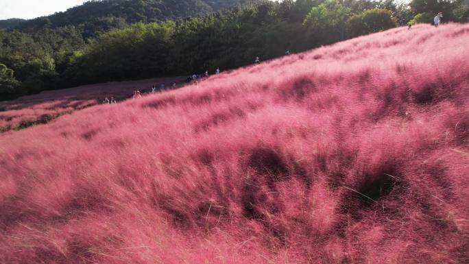 昆嵛山粉黛乱子草花海