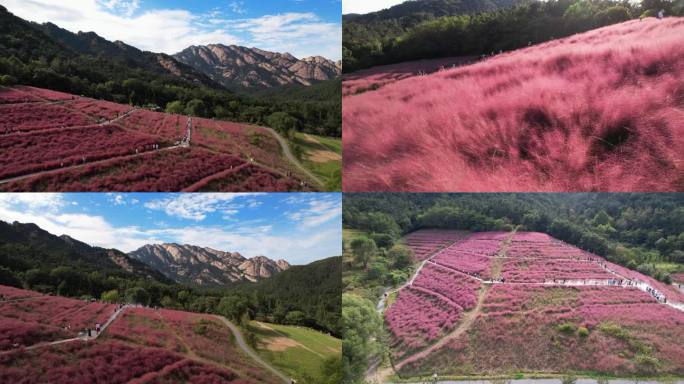 昆嵛山粉黛乱子草花海