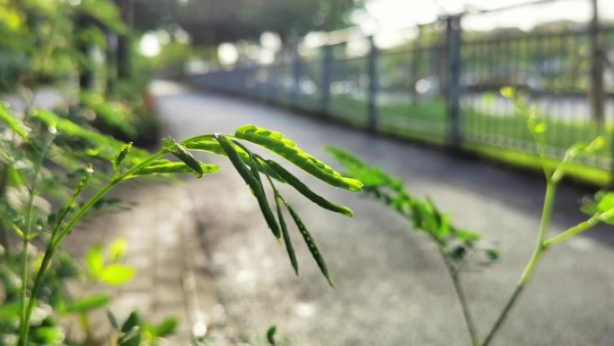 夏日街边绿叶唯美空镜头