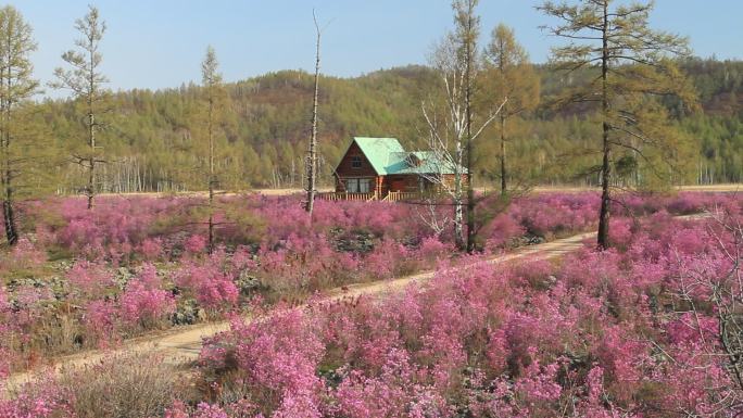 内蒙古达尔滨湖畔旅花丛木屋