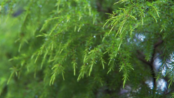 下雨天杉树素材