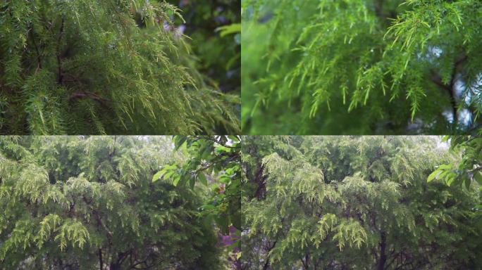 下雨天杉树素材