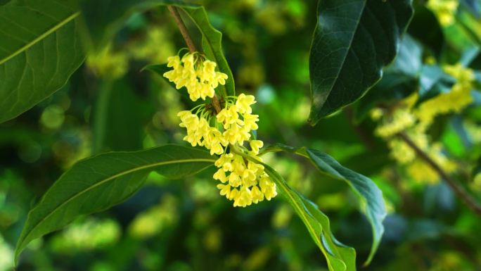 桂花的特写