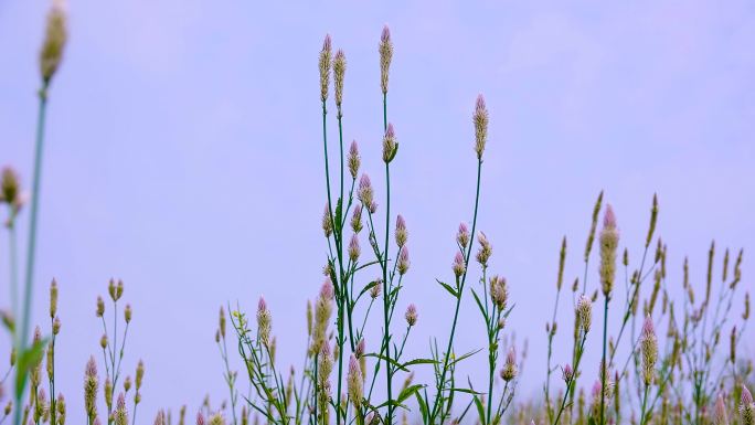 原野上青葙花