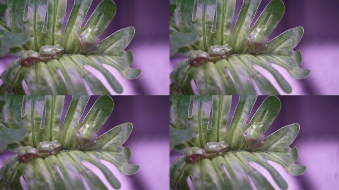 花鸟市场宠物青蛙 蛙 热带 实拍 原素材