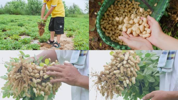 花生种植