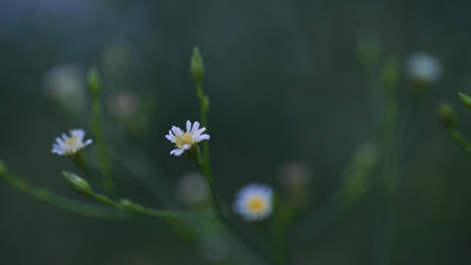 钻叶紫菀