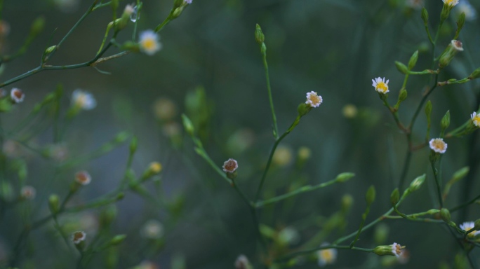 钻叶紫菀