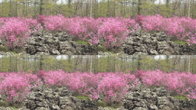 大兴安岭达尔滨湖火山岩上的杜鹃花