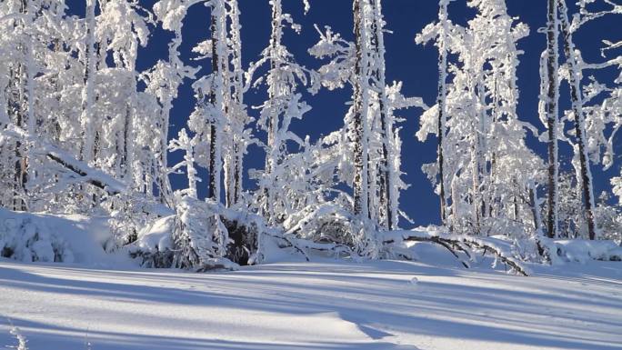 大兴安岭冬季雪林银装素裹