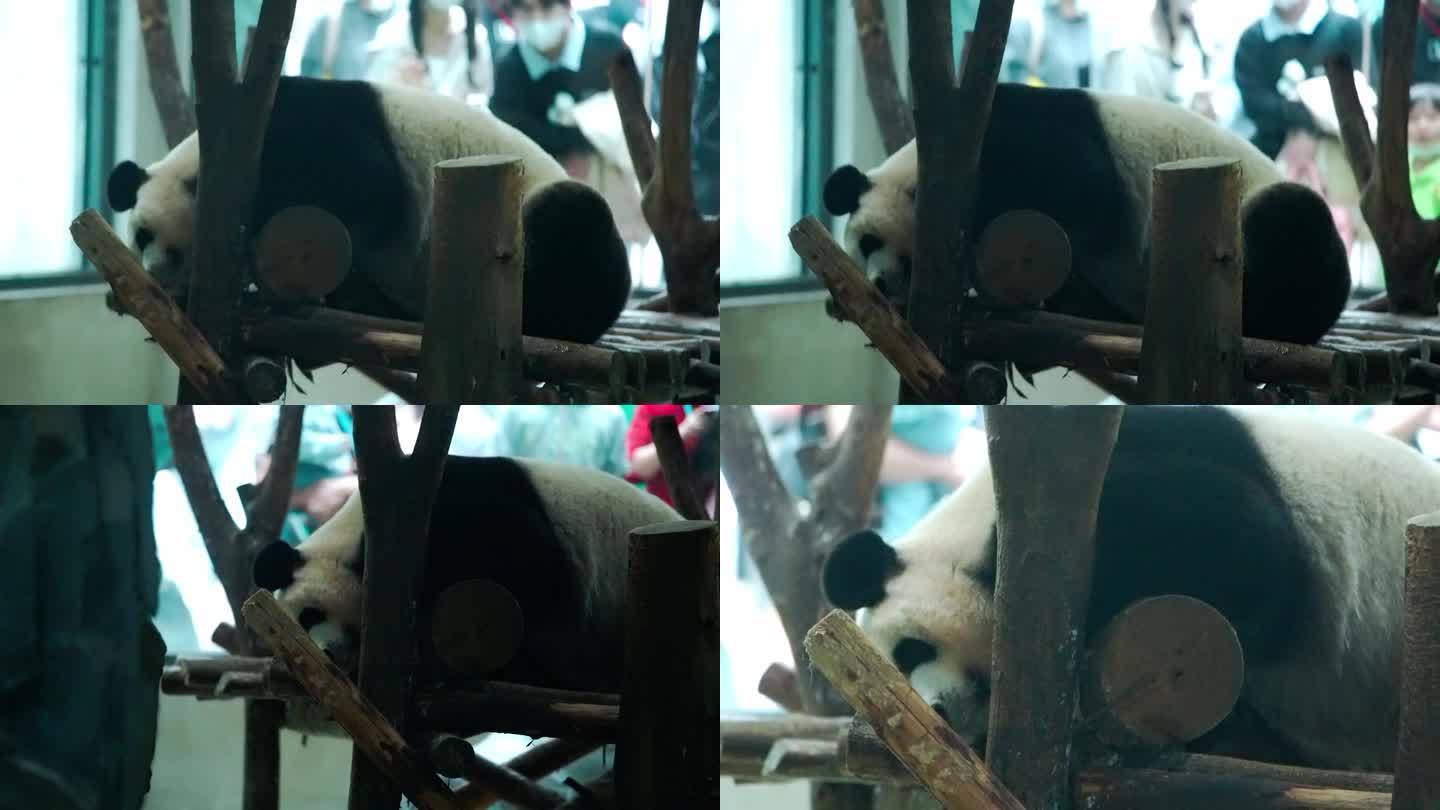 成都大熊猫基地熊猫在室内休息