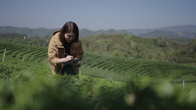 茶农利用数字平板电脑研究和分析茶园茶叶