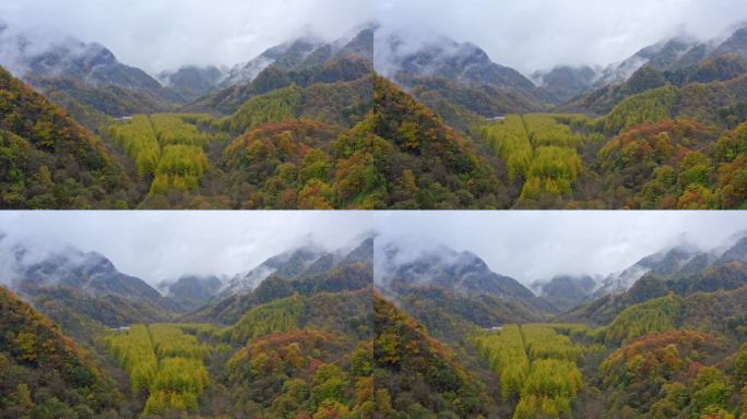 陕西黄柏源龙头山云海巴中光雾山秋景