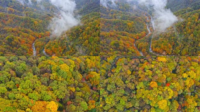 陕西黄柏源龙头山云海巴中光雾山秋景