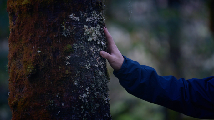 森林探险 亲近自然 手触摸树木特写