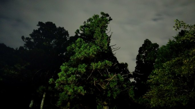 帐篷和树顶的夜景，云层很快。