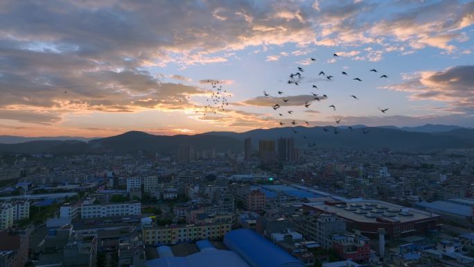 鸽子群在城市上空飞翔