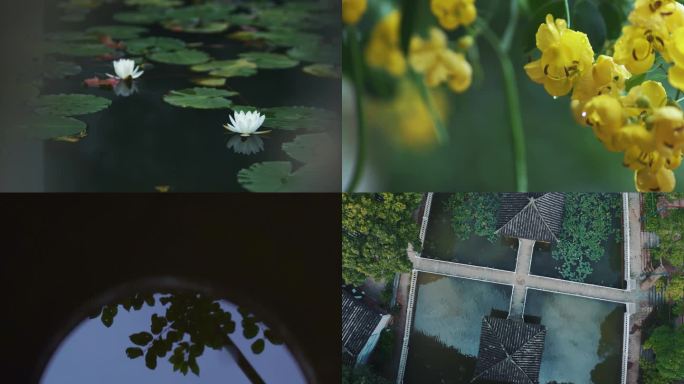 植物空景 雨后植物特写 青苔石板 睡莲