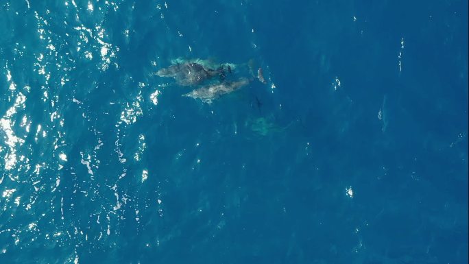 在印度洋游泳的海豚荚