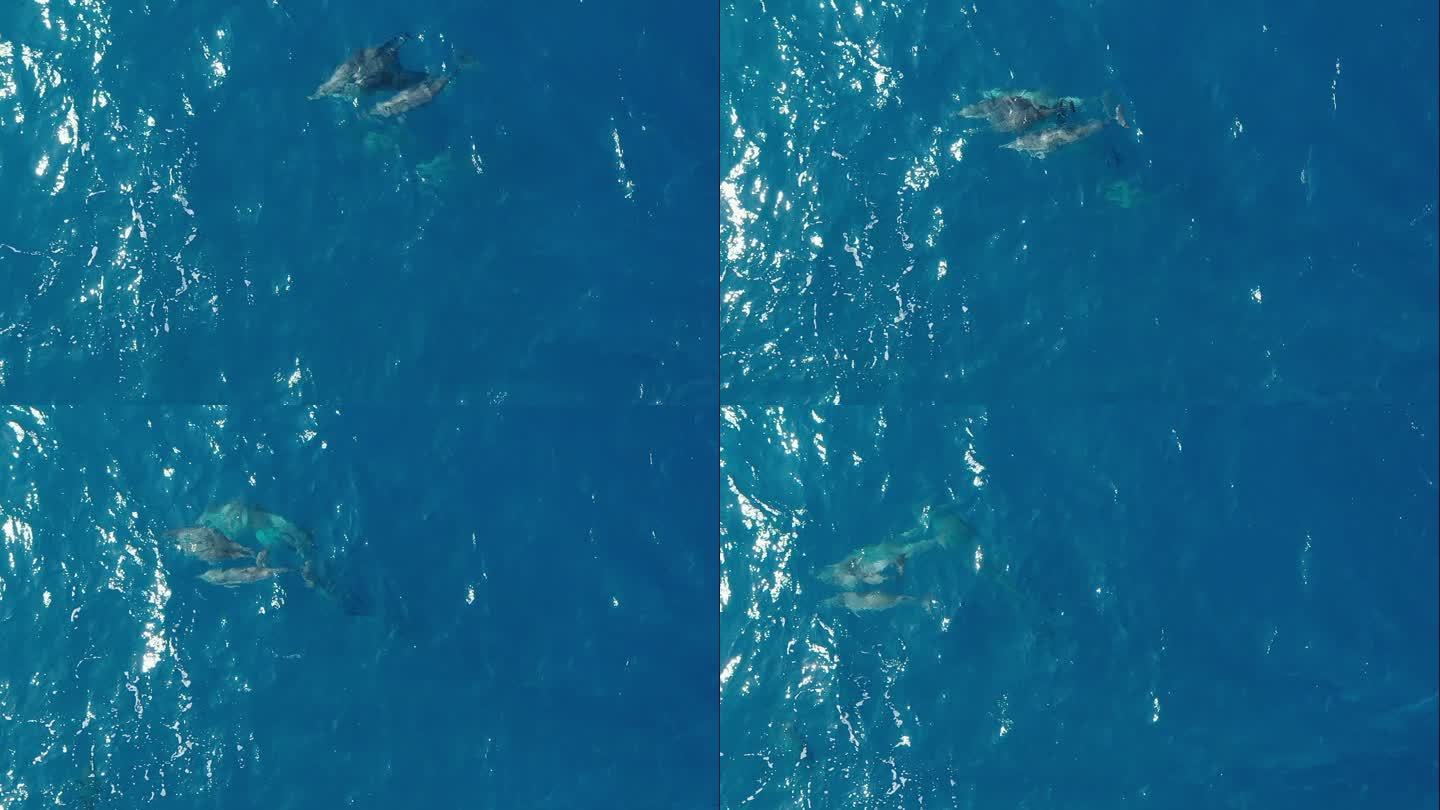 在印度洋游泳的海豚荚