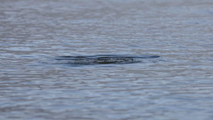 一只水鸟在洱海游泳