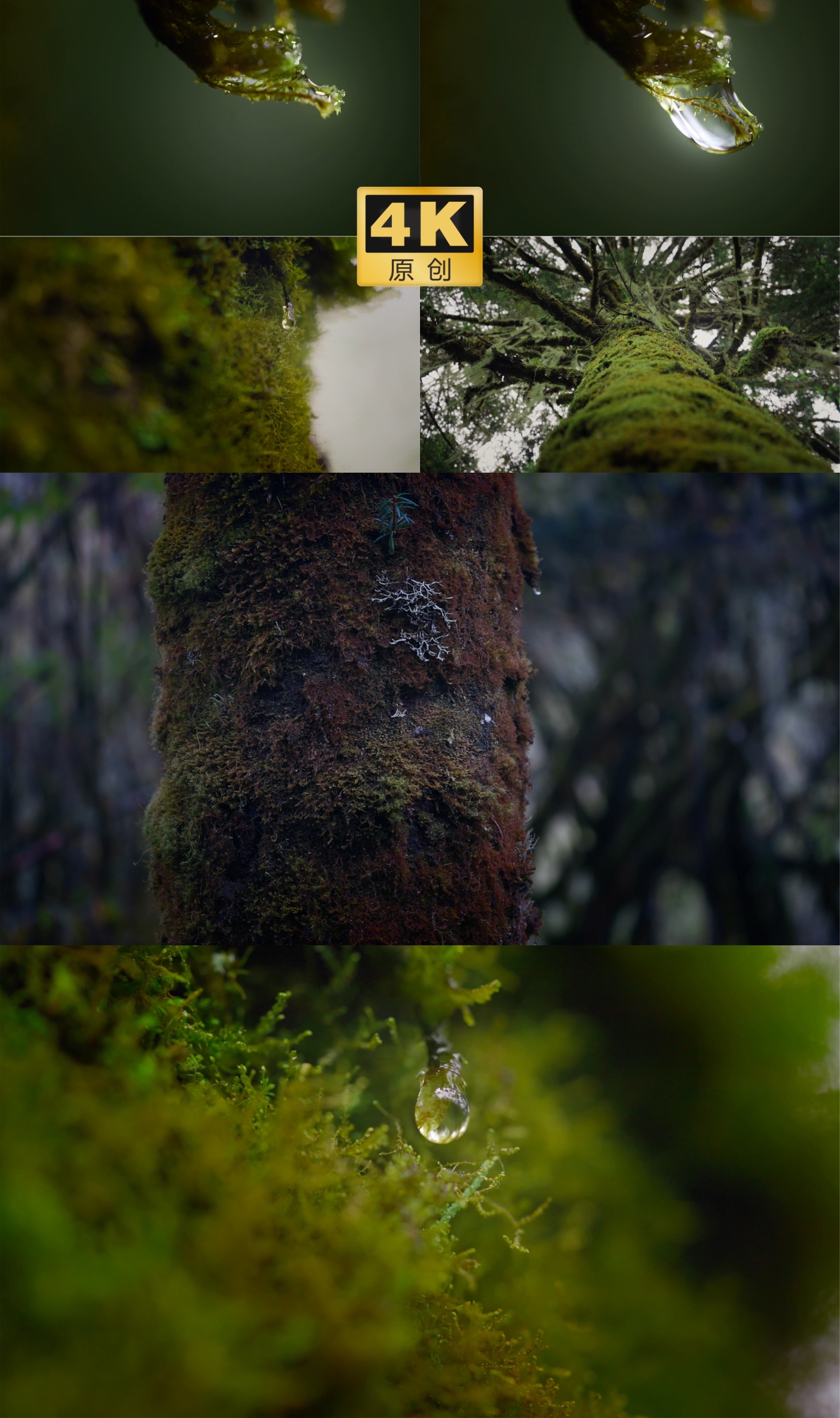 苔藓 森林植被 树木 原始森林 水滴特写