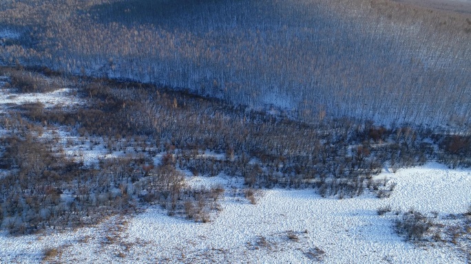 航拍雪原白桦林