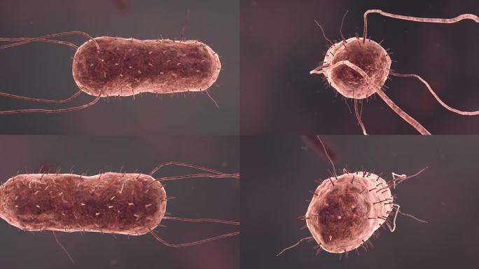 医学病原体病毒病原体病菌细菌医学动画素材
